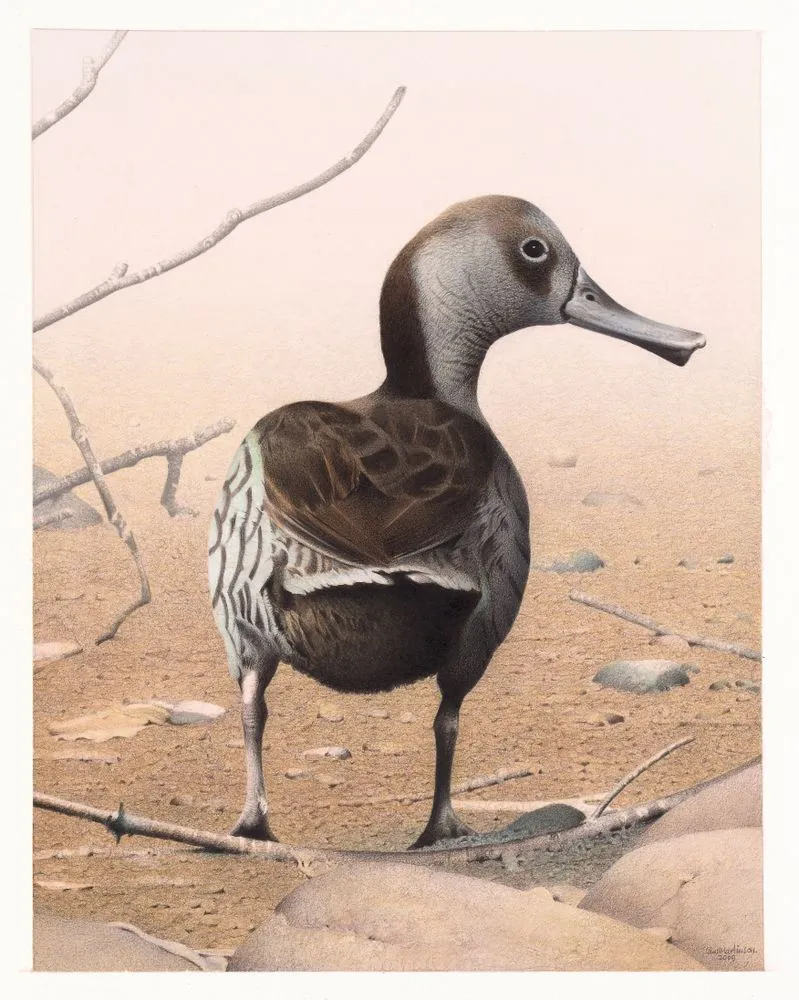 Scarlett's Duck. Malacorhynchos scarletti. From the series: Extinct Birds of New Zealand.