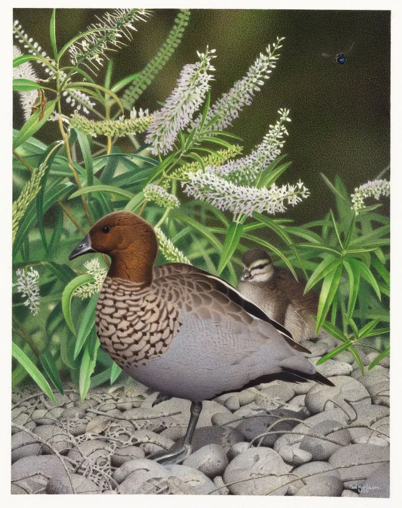 Finsch's Duck. Chenonetta finschi. From the series: Extinct Birds of New Zealand.