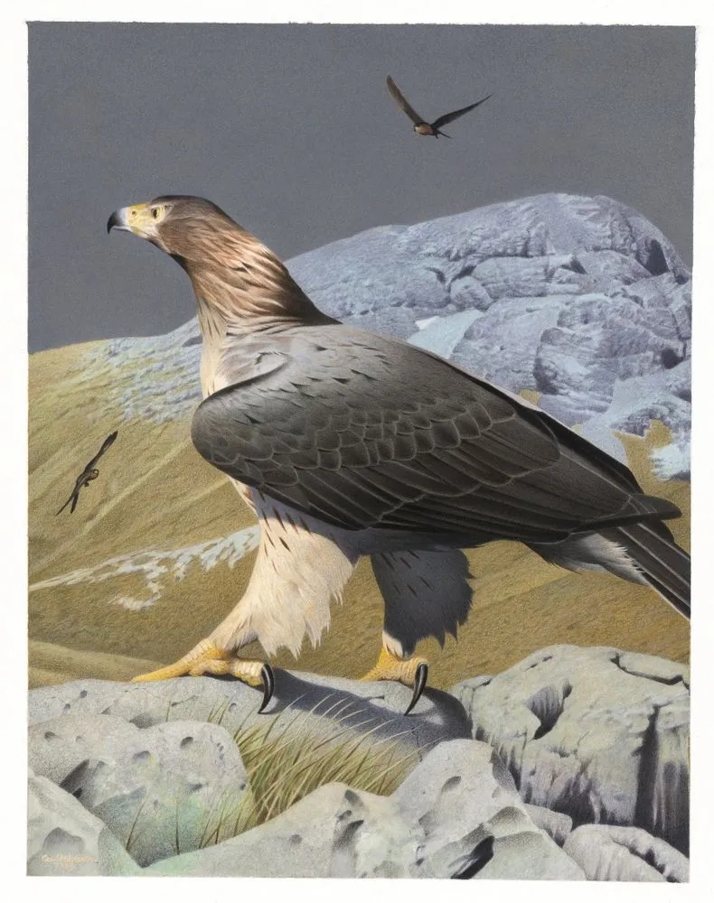 Haast's Eagle. Harpagornis moorei. From the series: Extinct Birds of New Zealand.
