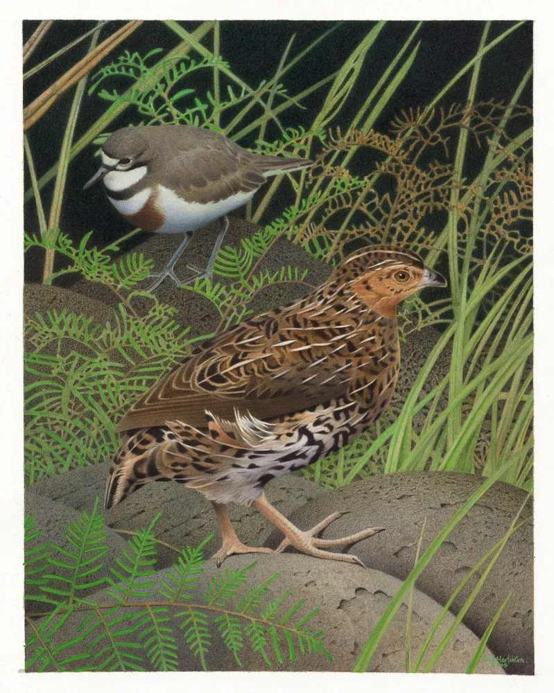 New Zealand Quail / Koreke. Coturnix novaezelandiae. From the series: Extinct Birds of New Zealand.