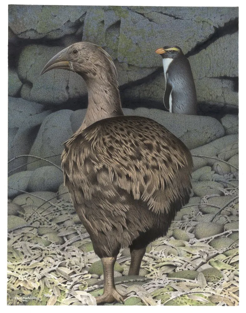 South Island Adzebill. Aptornis defossor. From the series: Extinct Birds of New Zealand.