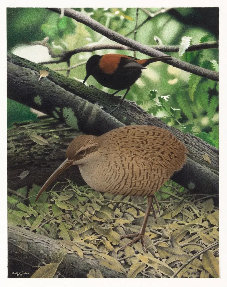 Snipe Rail. Capellirallus karamu. From the series: Extinct Birds of New Zealand.