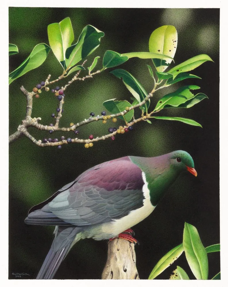 Norfolk Island Pigeon. Hemiphaga spadicea. From the series: Extinct Birds of New Zealand.