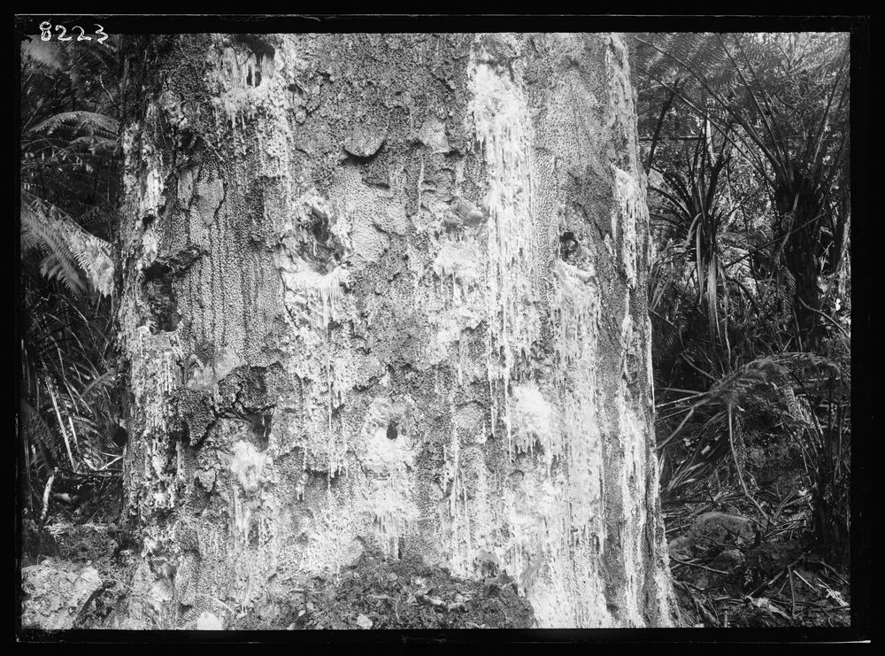 Kauri (Agathis australis)