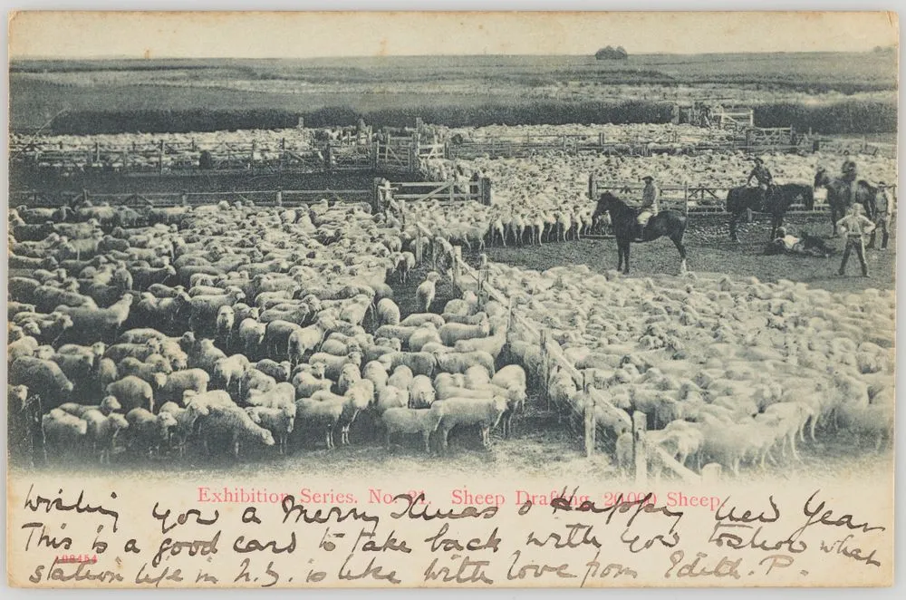 Sheep drafting 20,000 Sheep