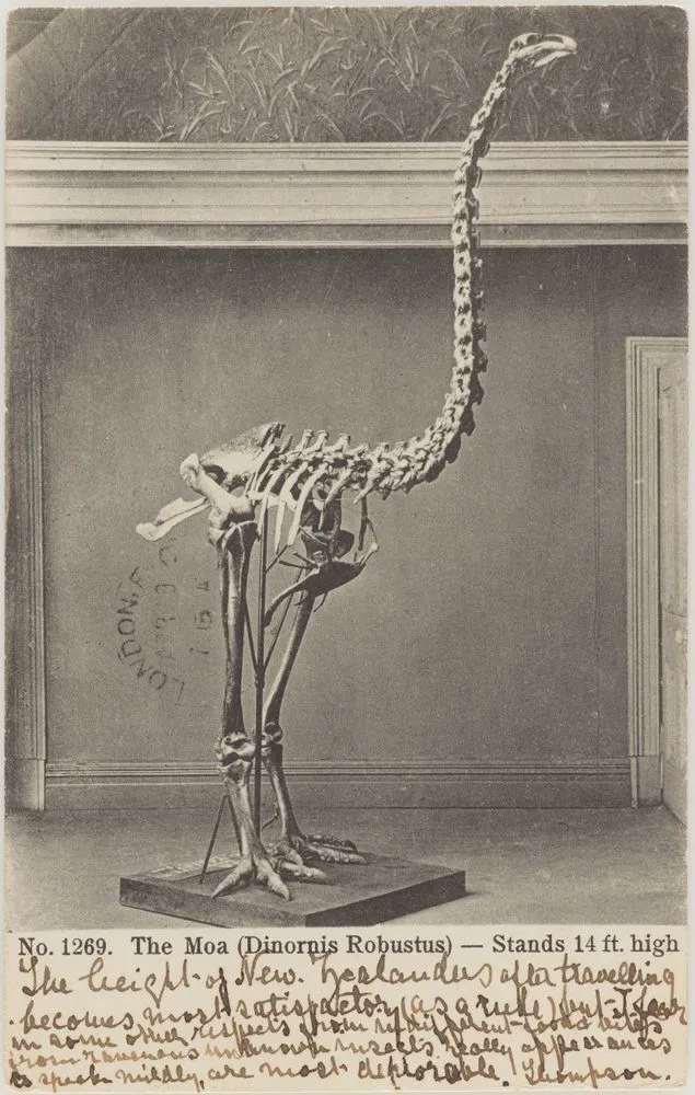 The Moa (Dinornis Robustus)