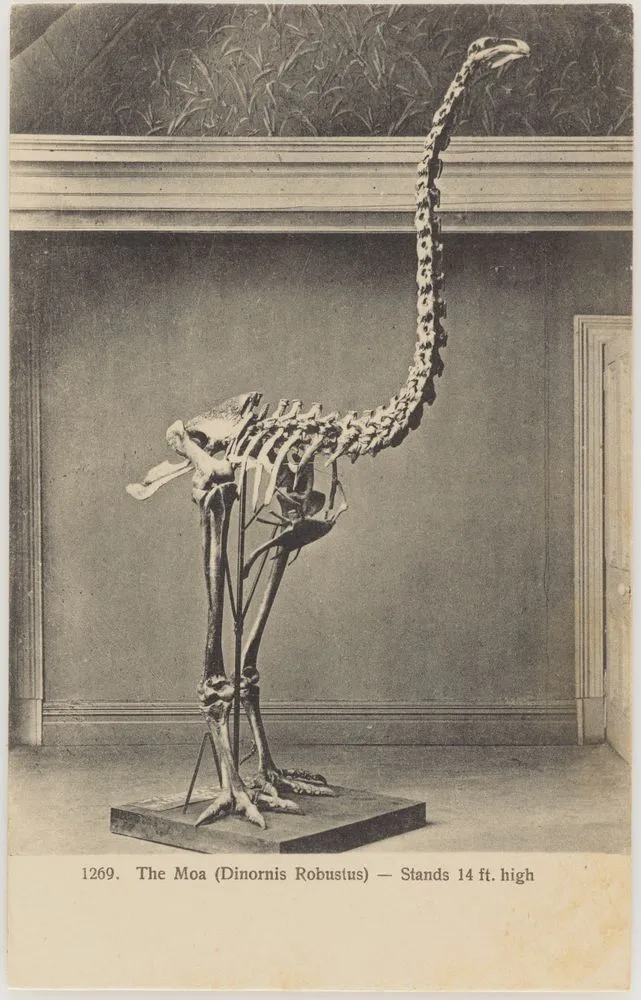 The Moa (Dinornis Robustus)