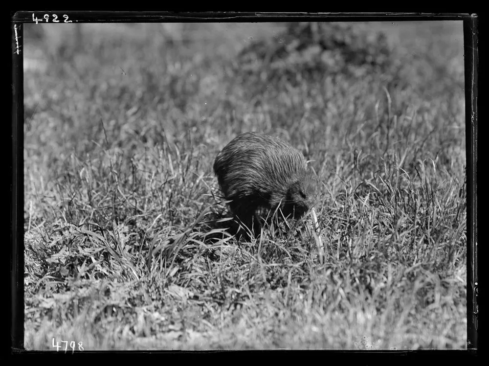Kiwi, Christchurch Exhibition