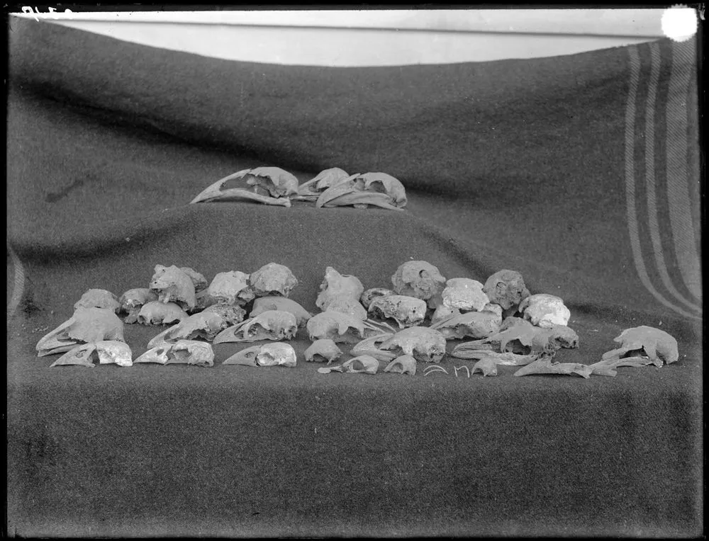 Moa bones found at Conoor Cave