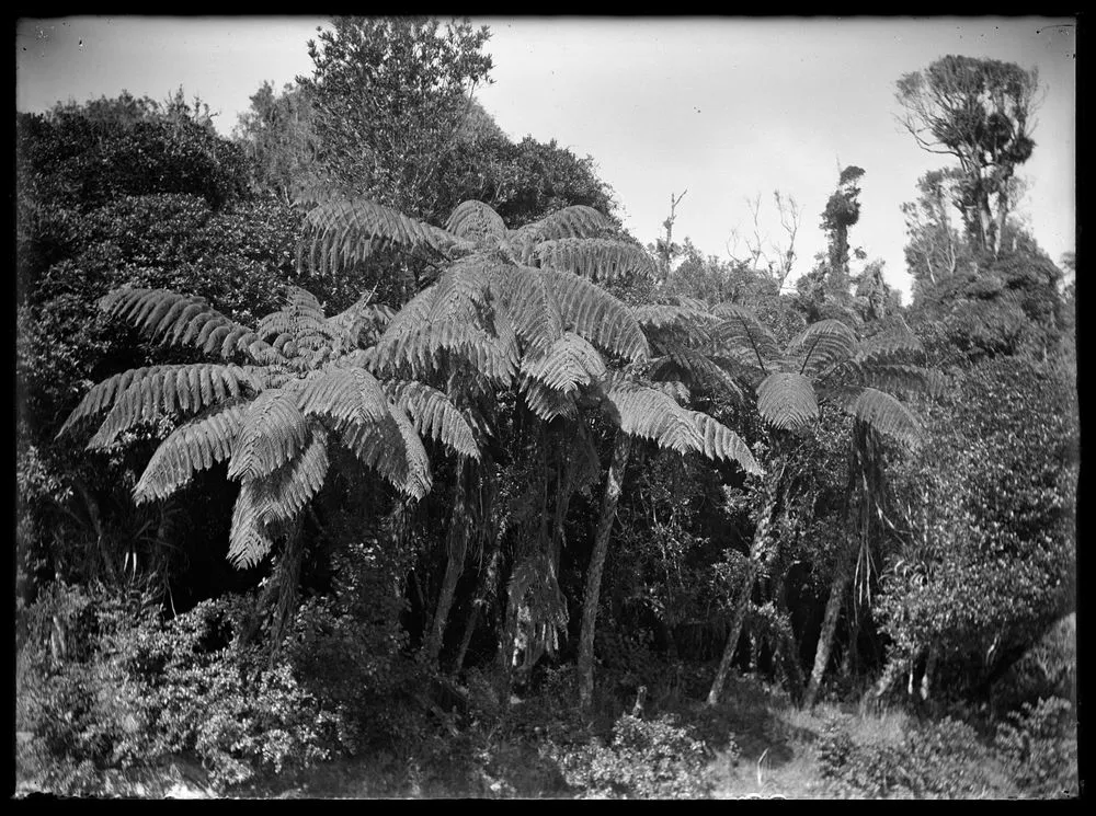 Nature studies - 1929