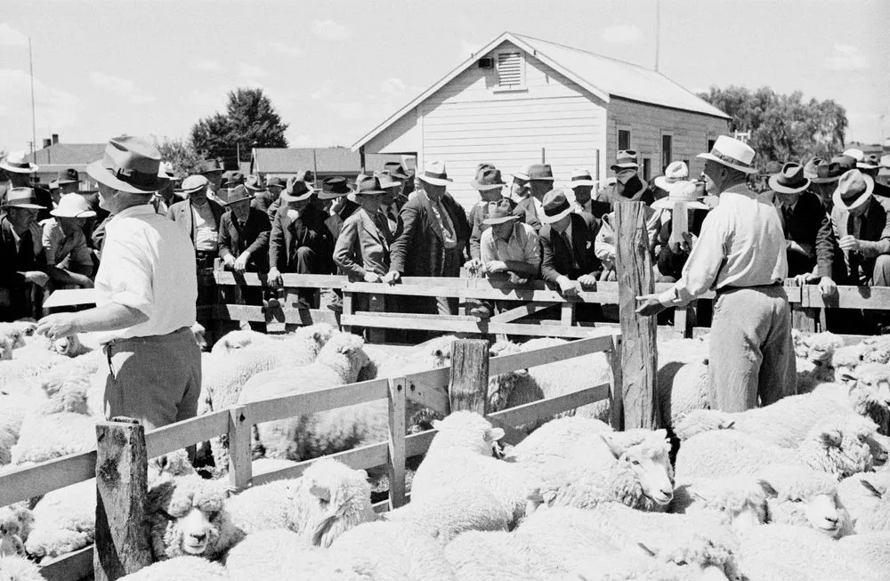 Waipukurau saleyards, sheep being auctioned