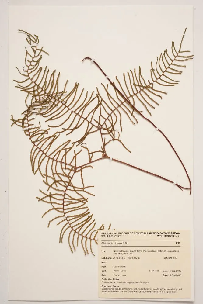 Tangle fern, Gleichenia dicarpa R.Br.