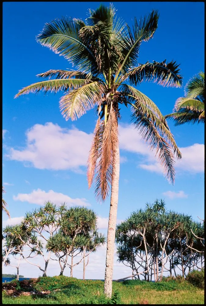 Coconut palm, Vanuatu