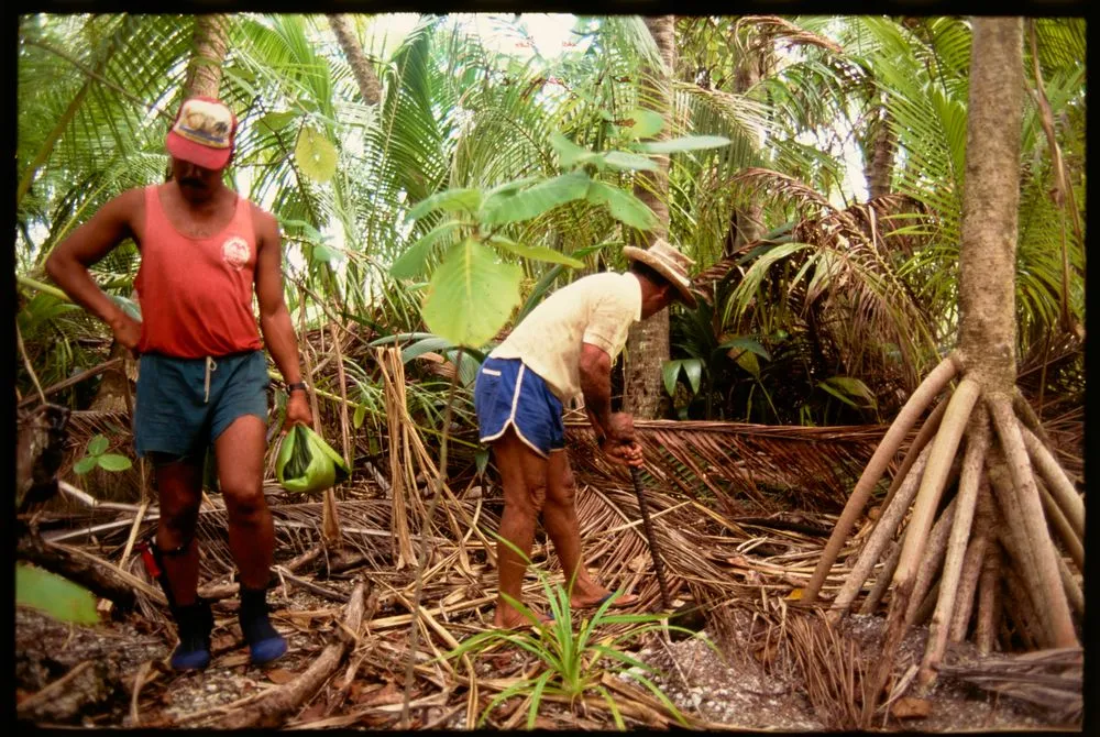 Men hunting coconut crabs, Cook Islands