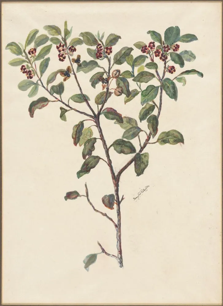 Tawhiwhi [Pittosporum tenuifolium]