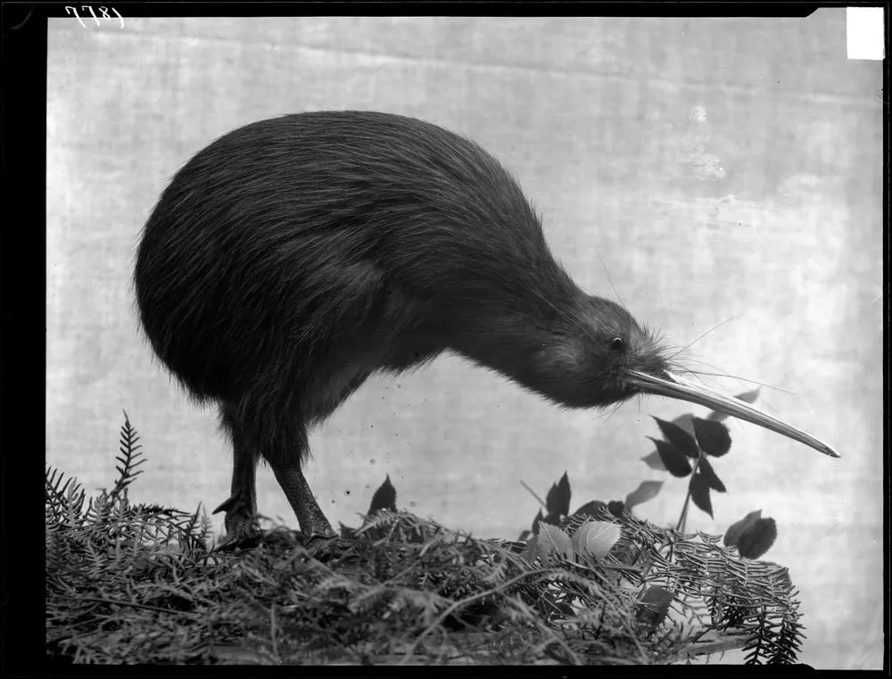 Kiwi