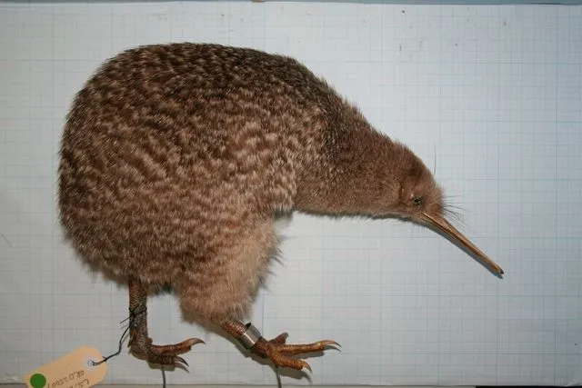 Little Spotted Kiwi, Apteryx owenii