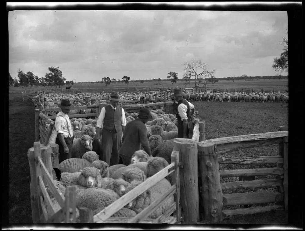 Sheep in a pen