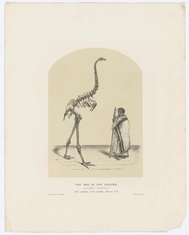 The Moa of New Zealand
