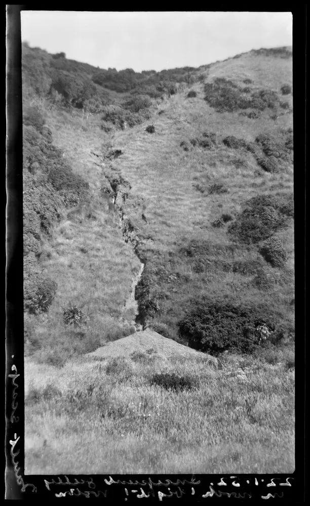 Incipient gully in north 'light' Wellington, fault scarp