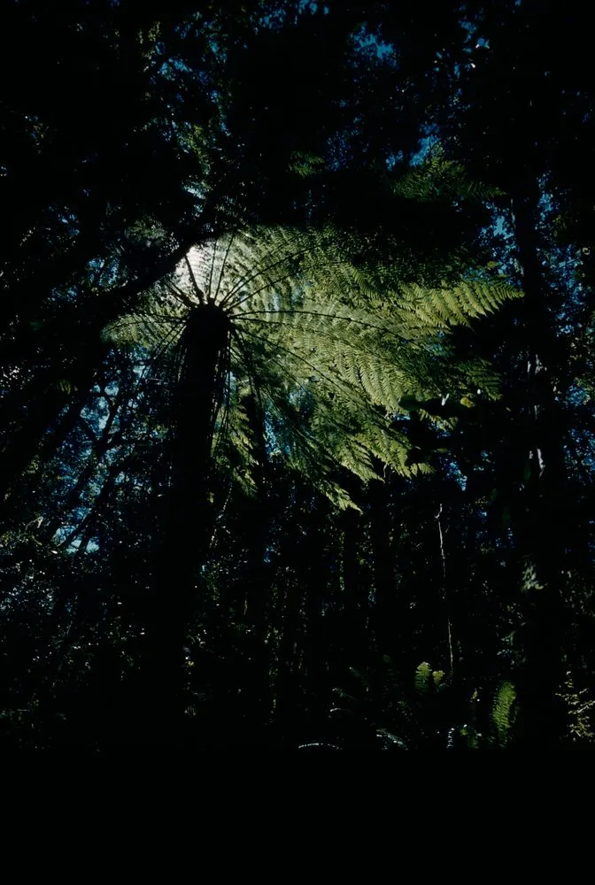 New Zealand: Trees. Native Forest