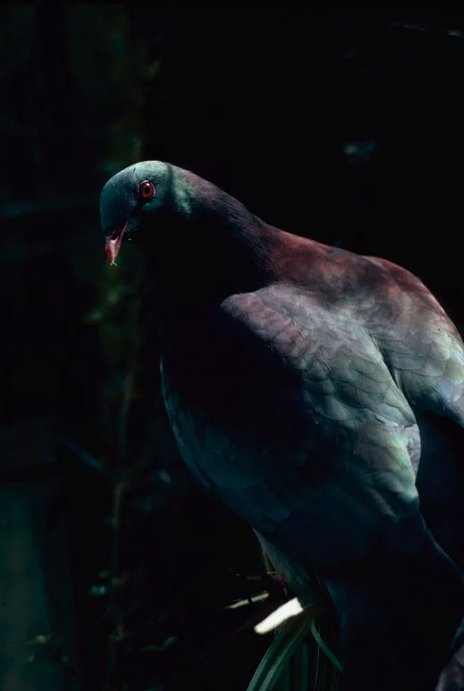 New Zealand birds: wood pigeon, Mount Bruce