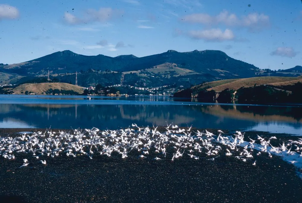 New Zealand Birds: seagulls