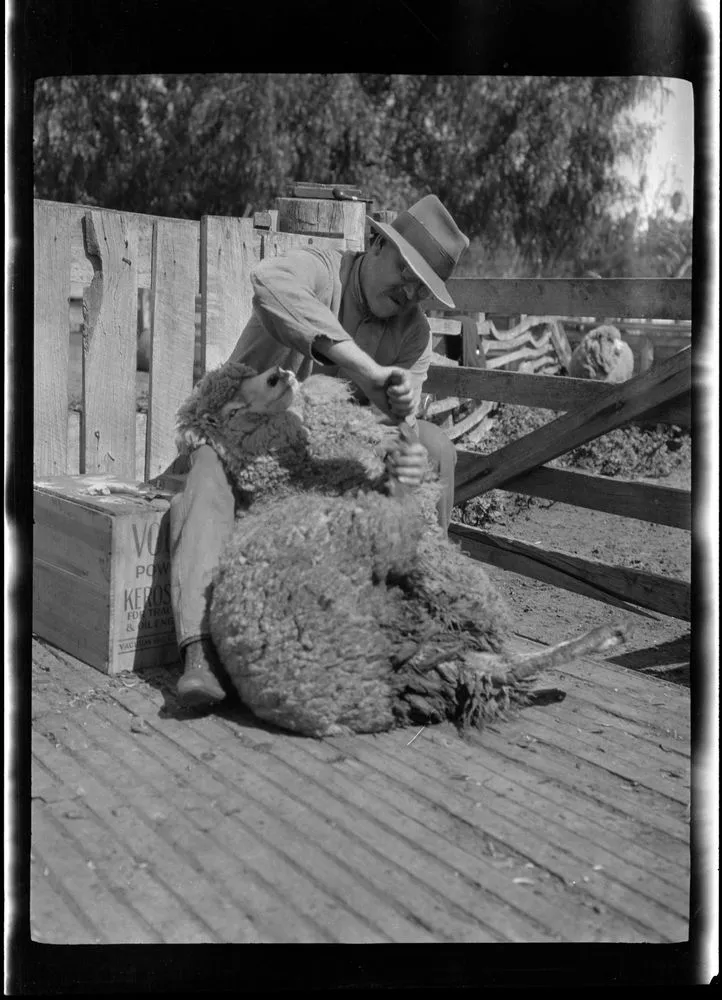 Man with a sheep