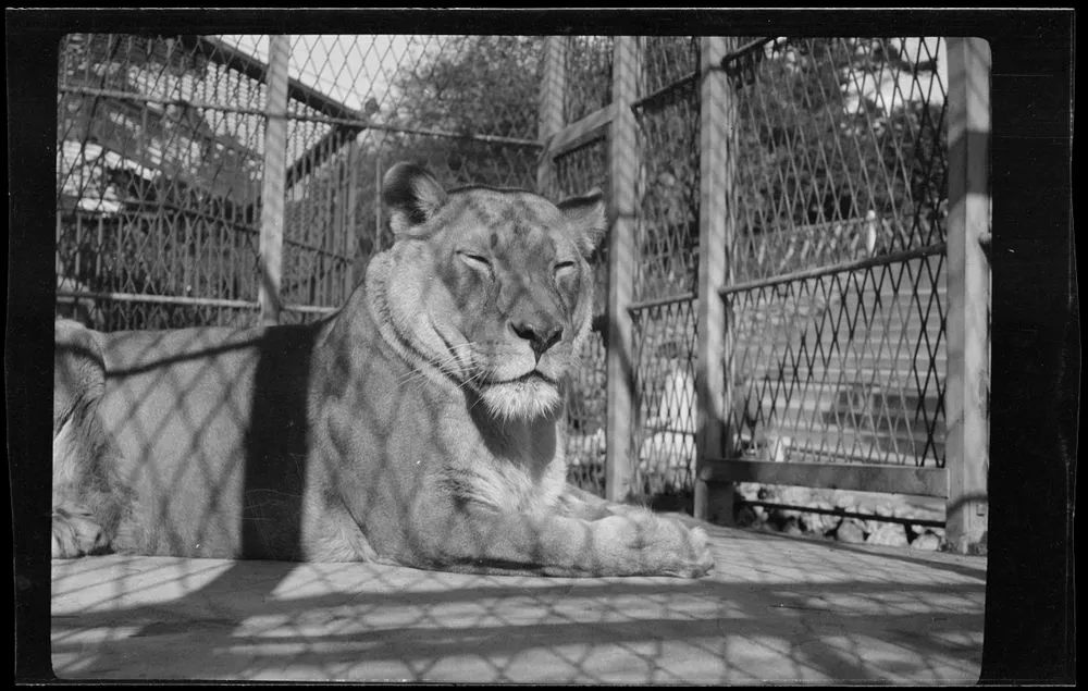 [Lion, Wellington Zoo]