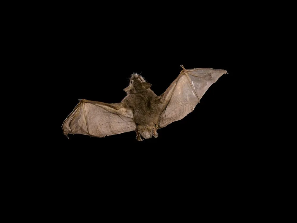 New Zealand lesser short-tailed Bat, Mystacina tuberculata tuberculata