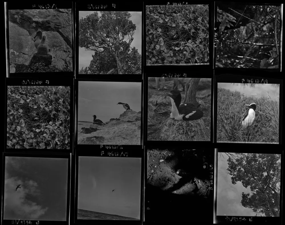 New Zealand Birds and Images