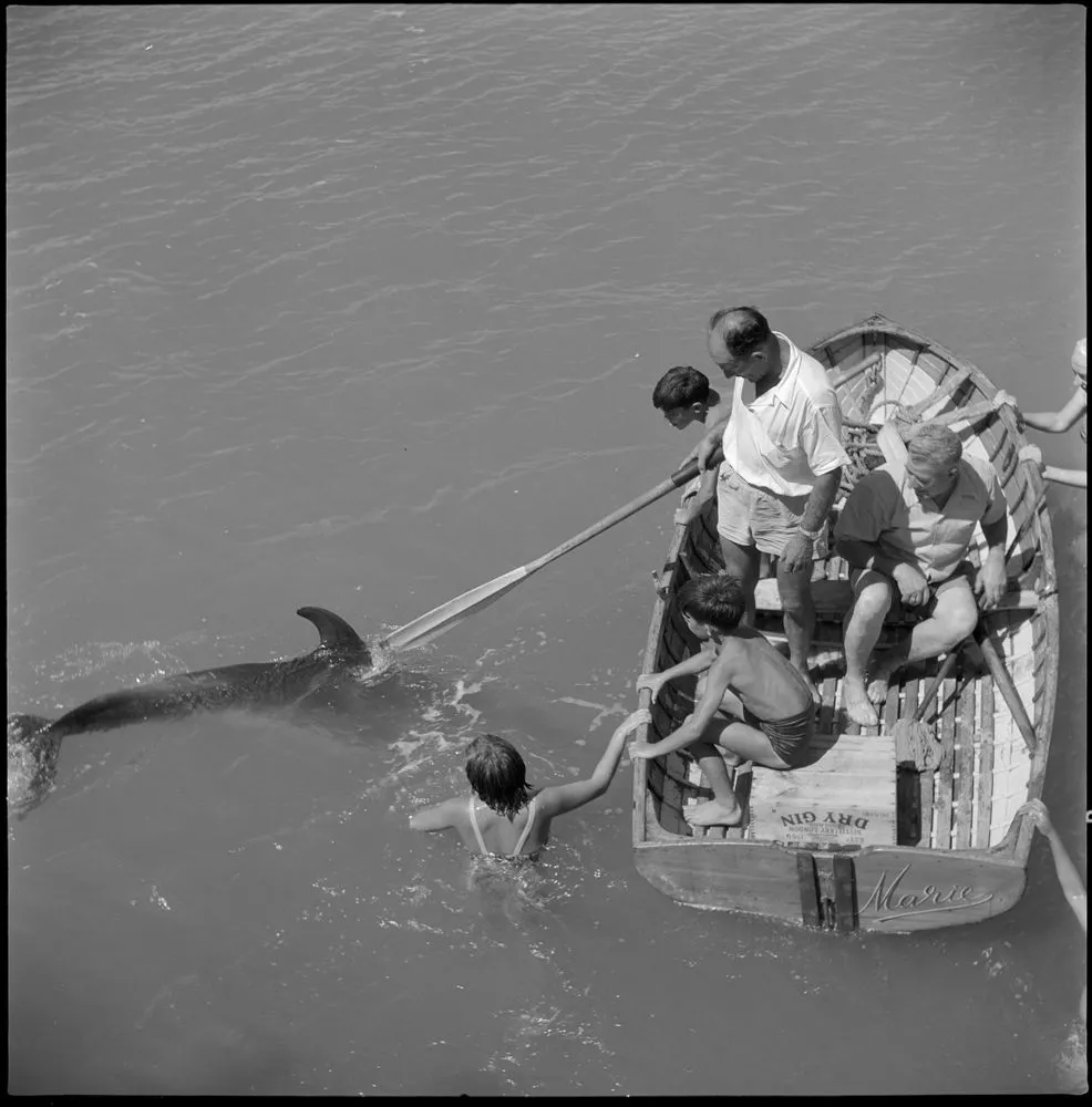 Opo the dolphin, Opononi