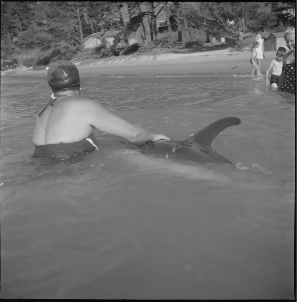 Opo the dolphin, Opononi