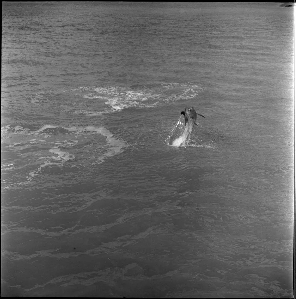 Opo the dolphin, Opononi