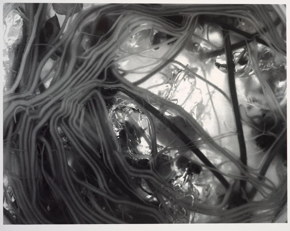 Cloned plants (tissue culture) in medium #3, Auckland, 1996