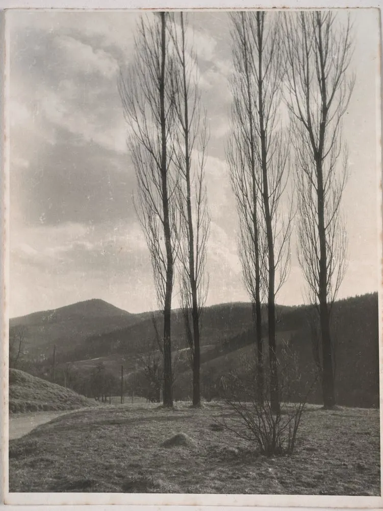 Vorfrühling in Enzenbach - Before spring in the Lower Alps in Styria