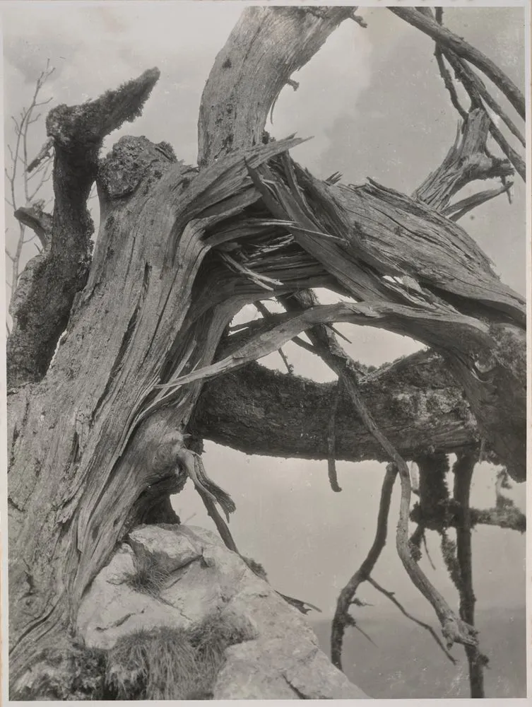 Wetterlarche. Storm broken Mountain Larch on the Precipice