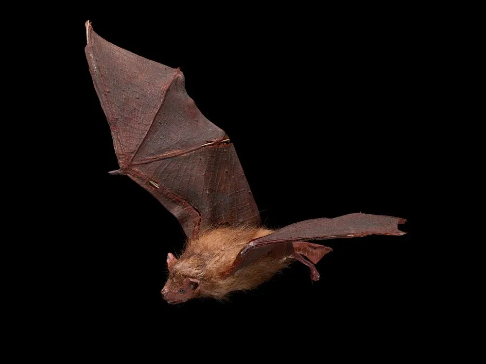 New Zealand Long-tailed Bat, Chalinolobus tuberculatus