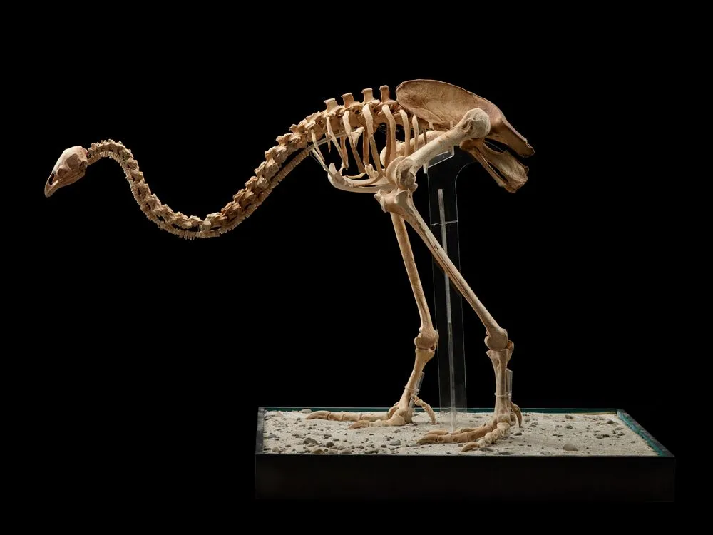 Upland Moa, Megalapteryx didinus
