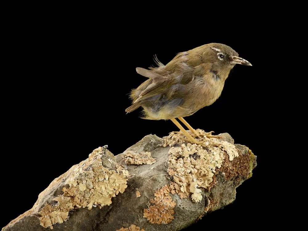 Rock Wren, Xenicus gilviventris