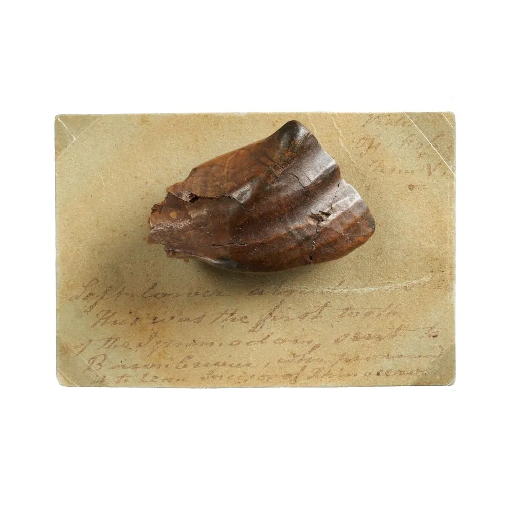 Fossil Iguanodon Tooth