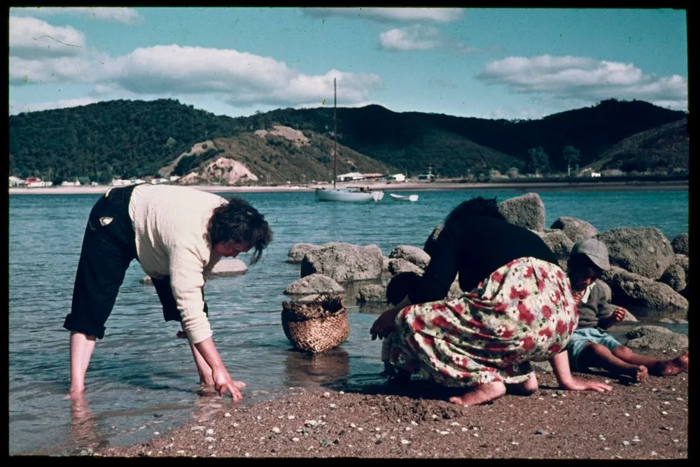 Pipi gathering at Paihia, Bay of Islands