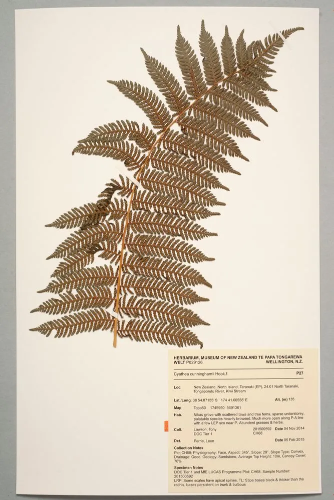 Gully tree fern, Cyathea cunninghamii Hook.f.