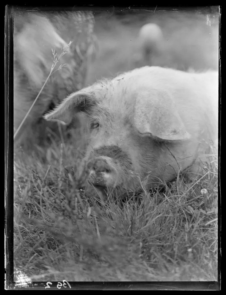 Pig