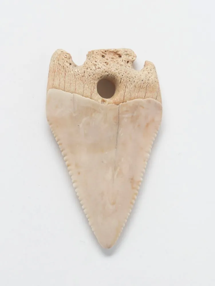 Mako(shark tooth ear pendant)