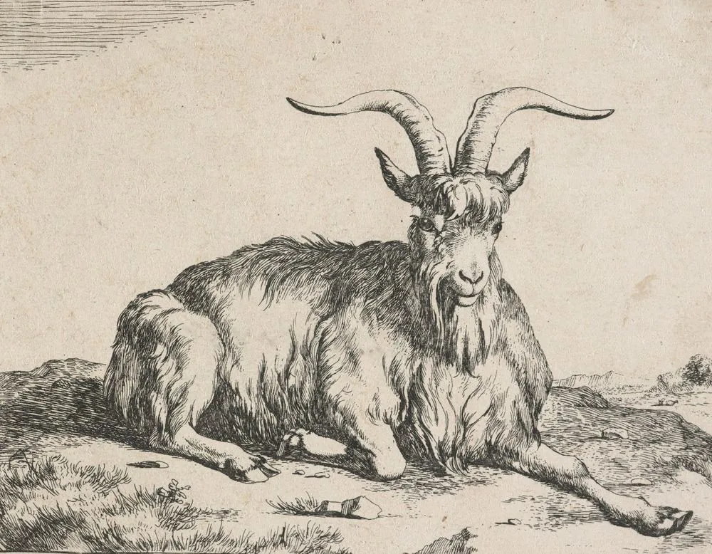 Goats: Plate 4: A billy goat resting.