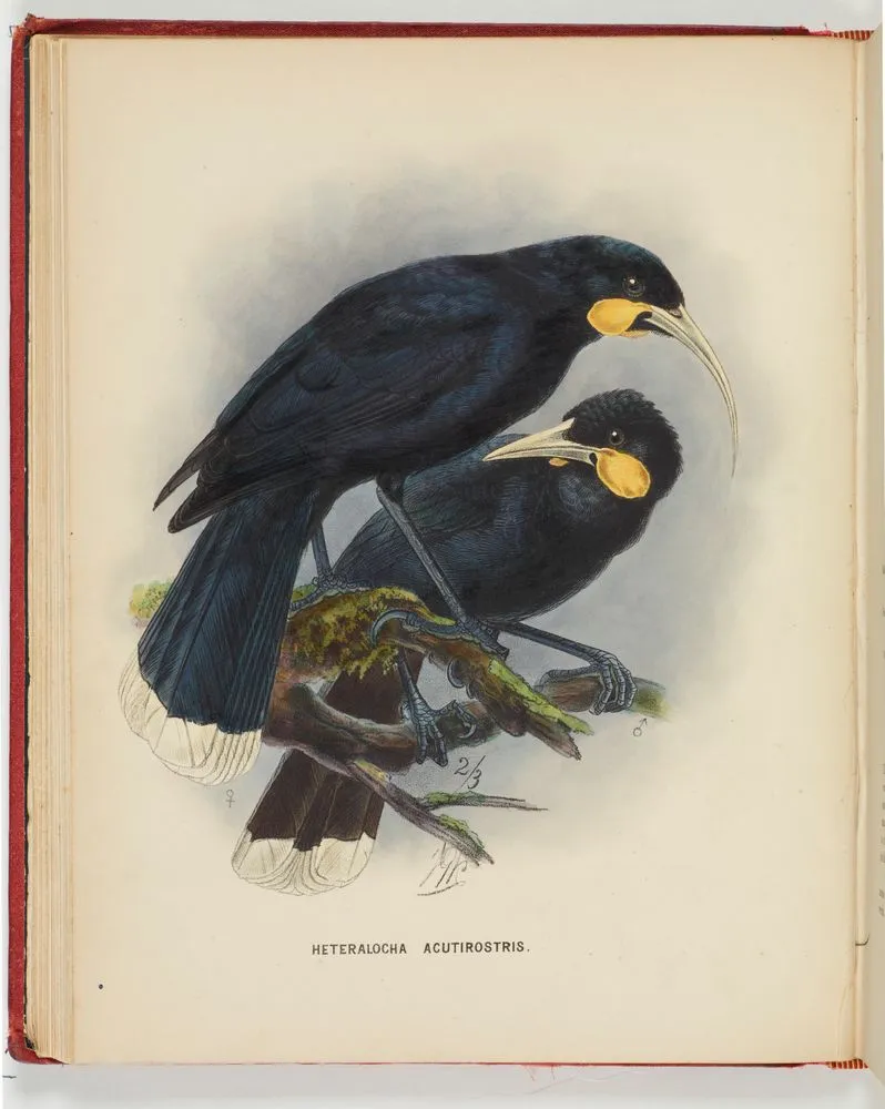 Heteralocha acutirostris. Plate 8. From the book A history of the birds of New Zealand.