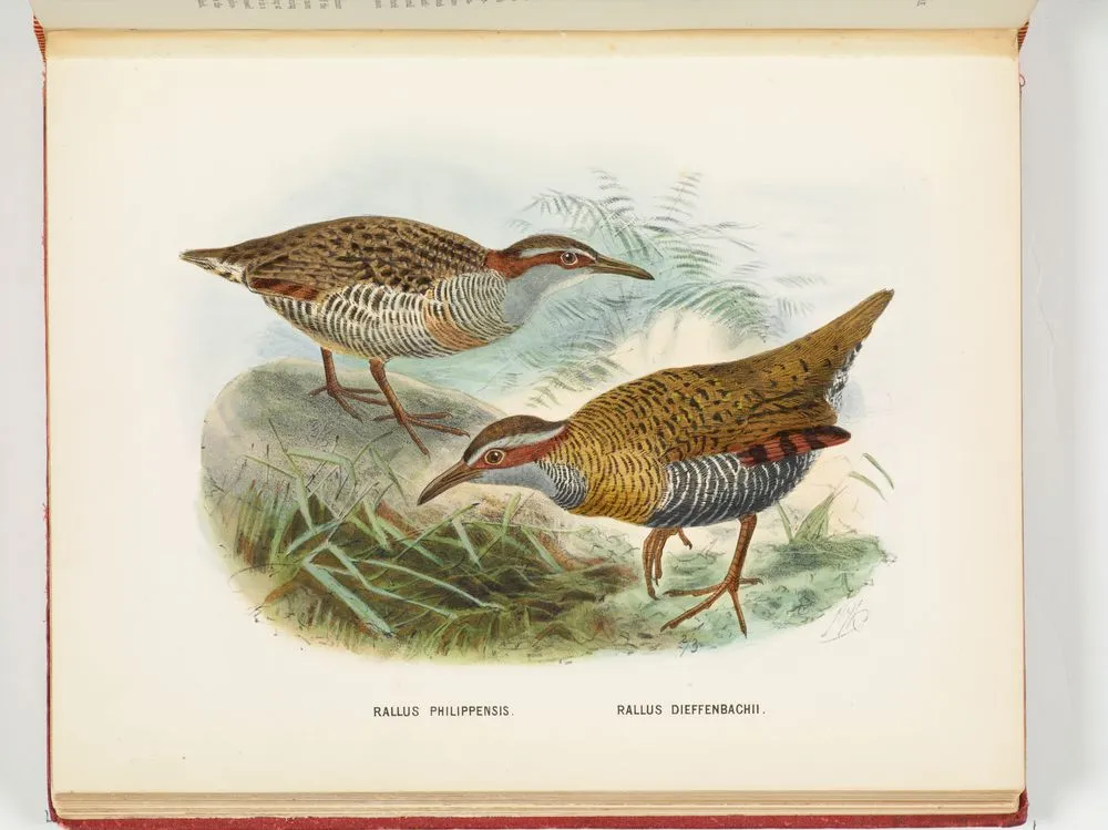 Rallus philipensis and Rallus dieffenbachii. Plate 21. From the book A history of the birds of New Zealand.