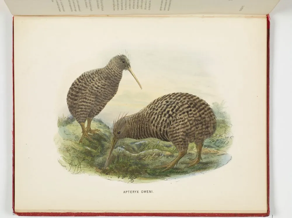 Apteryx oweni. Plate 36. From the book A history of the birds of New Zealand.