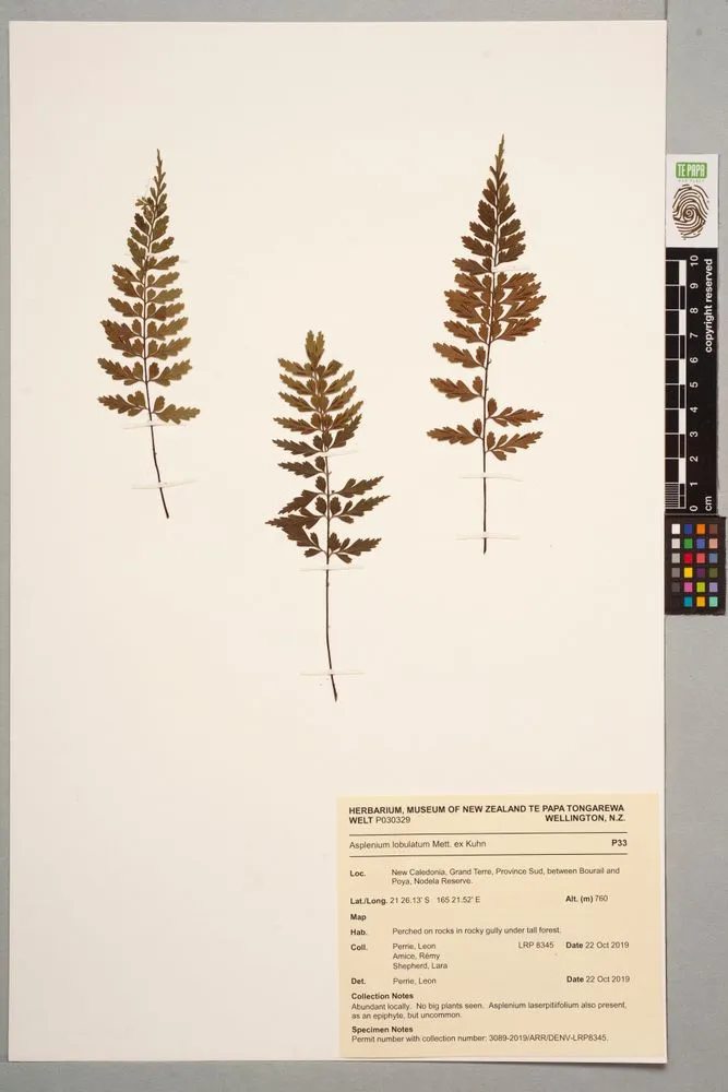 pi'ipi'i lau manamana, Asplenium lobulatum Mett. ex Kuhn